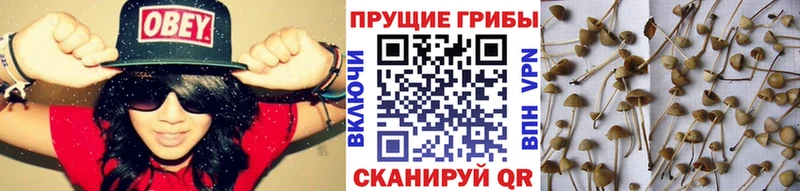 продажа наркотиков  Велиж  Галлюциногенные грибы мицелий 